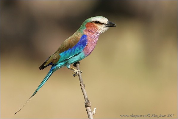 Lilac-breasted Roller