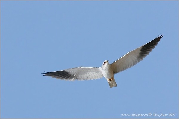 Black-shouldered Kite
