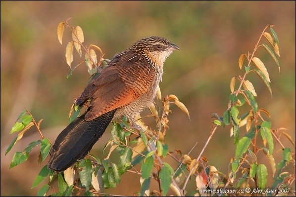 White-browed Coucal