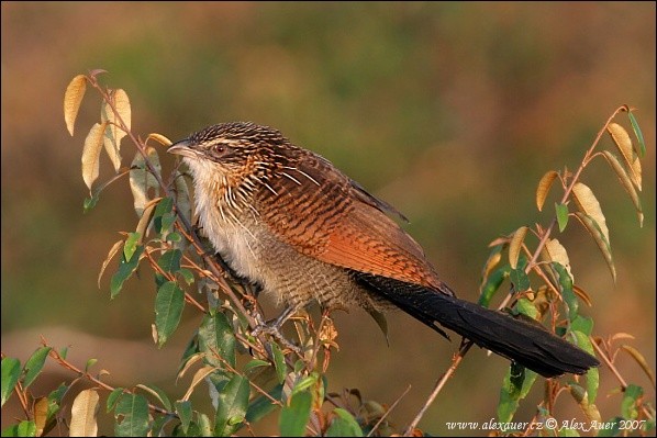 White-browed Coucal