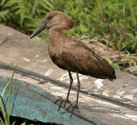 Hamerkop