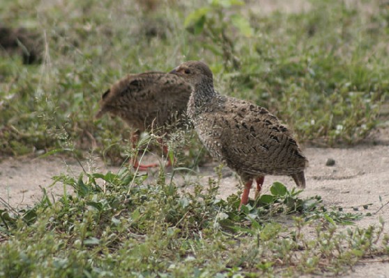 Red-necked Spurfowl chicks