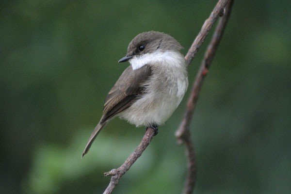 Swamp Flycatcher