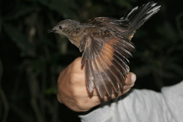 White-tailed Ant-thrush