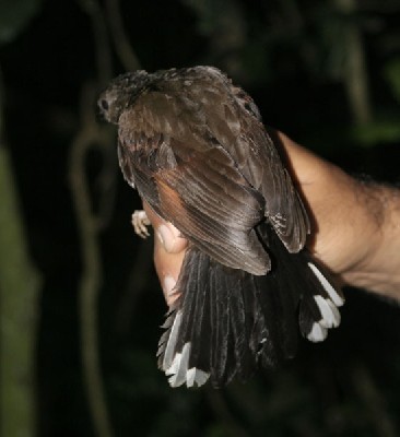 White-tailed Ant-thrush