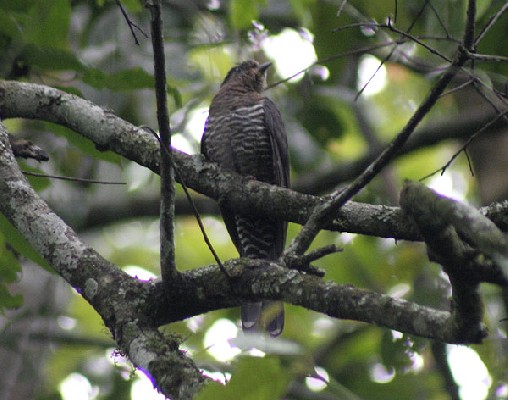 Black Cuckoo gabonensis