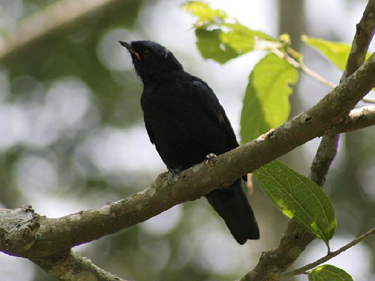 Petit's Cuckoo-Shrike