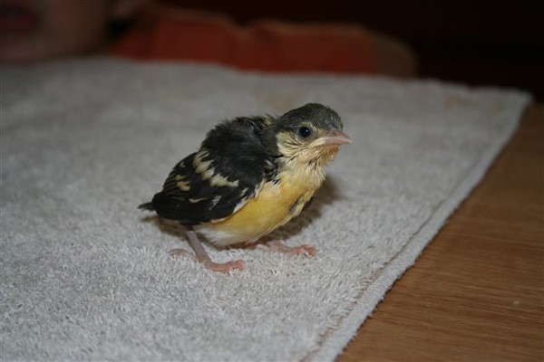 Bar-winged Weaver