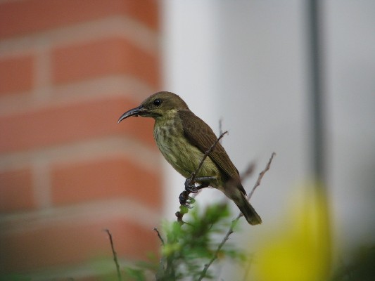 Buff-throated Sunbird