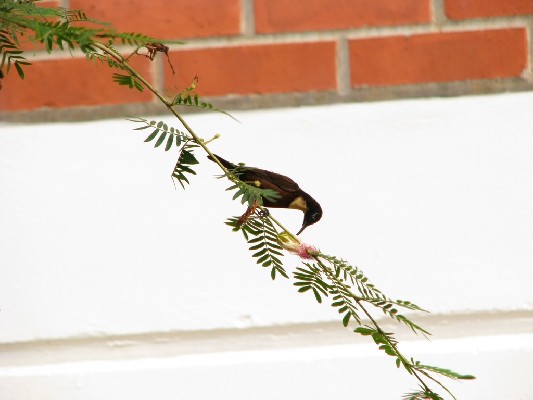 Buff-throated Sunbird