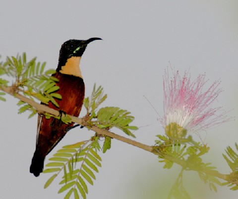 Buff-throated Sunbird