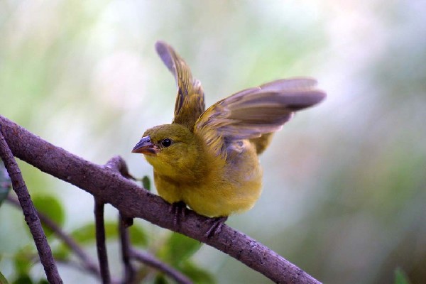 Holub's Golden Weaver