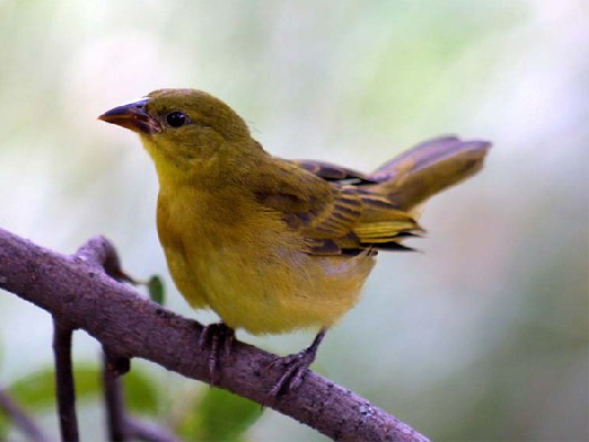 Holub's Golden Weaver