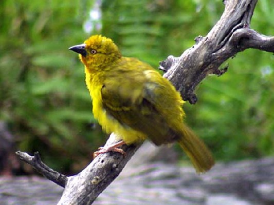 Holub's Golden Weaver
