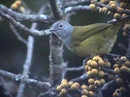 Western Mountain Greenbul