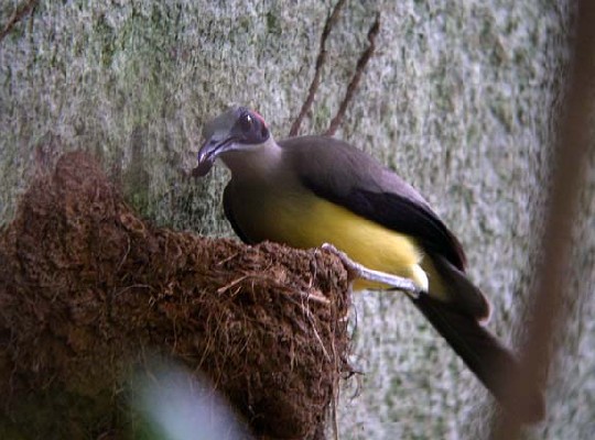 Grey-necked Picathartes