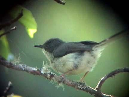 Grey Apalis