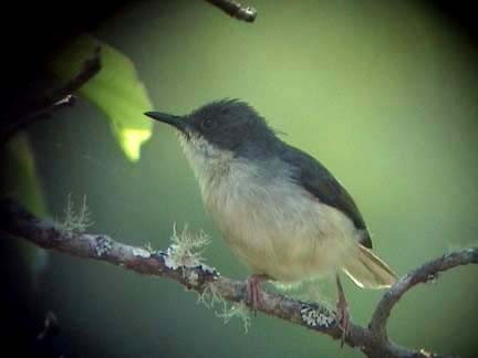 Grey Apalis