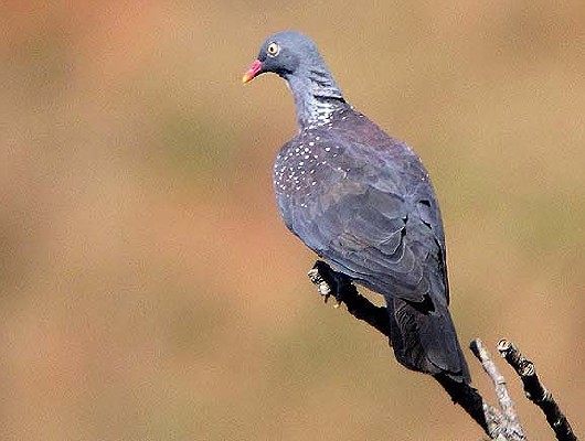 Adult