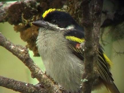 Western Green Tinkerbird