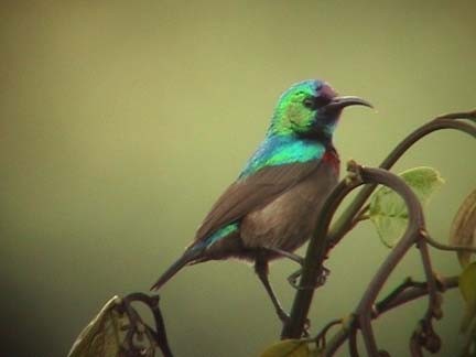 Orange-tufted Sunbird