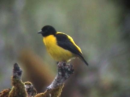 Brown-capped Weaver