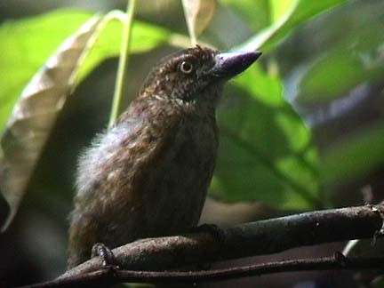 Speckled Tinkerbird