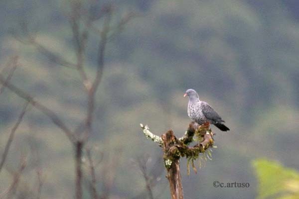 Cameroon Olive Pigeon