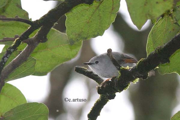 Red-winged Grey Warbler
