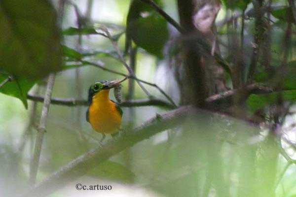 Yellow-bellied Wattle-eye