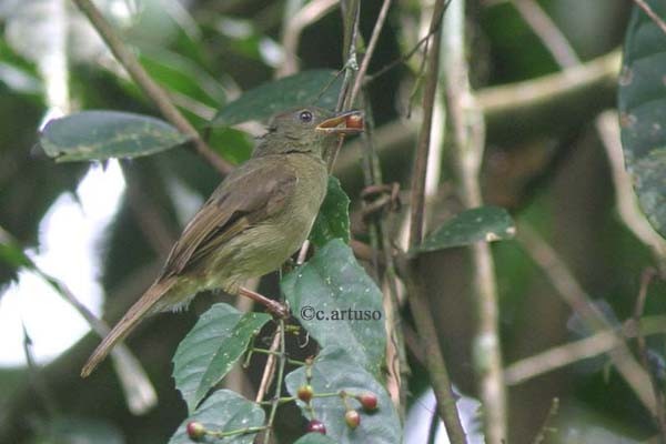 Little Greenbul