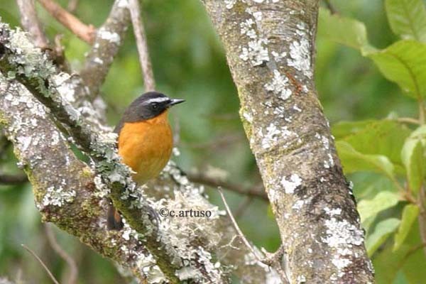 Mountain Robin-Chat ssp isabellae