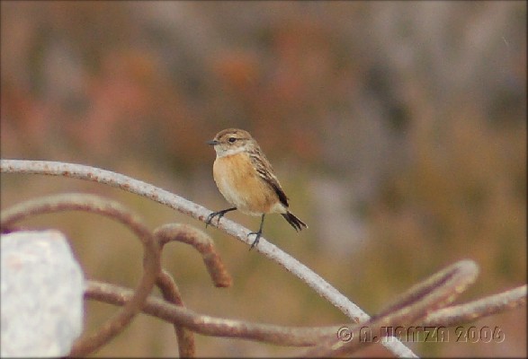 European Stonechat (Winter)