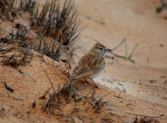 Crested Lark
