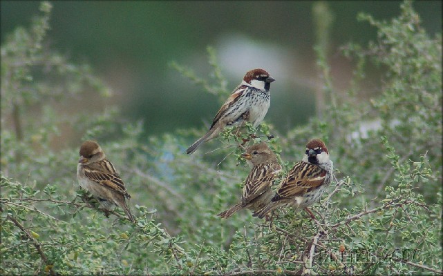 Spanish Sparrows on shrub
