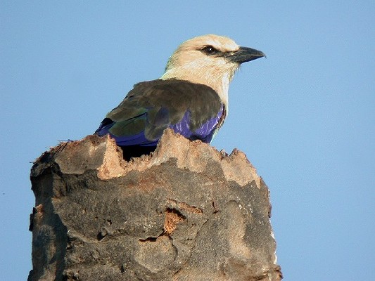 Blue-bellied Roller