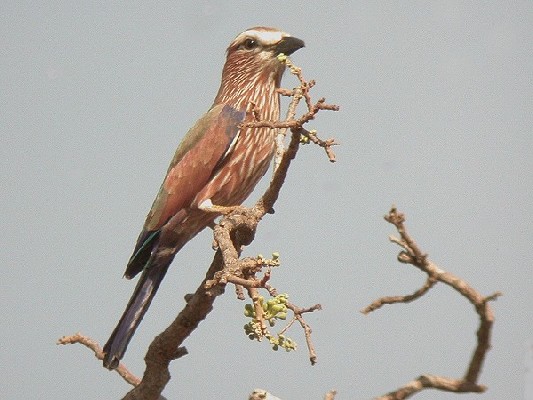 Rufous-crowned Roller