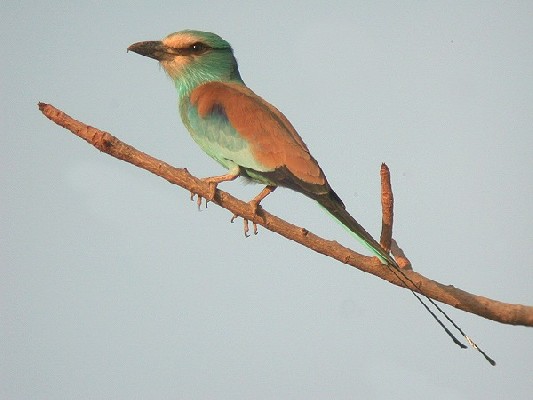 Abyssinian Roller