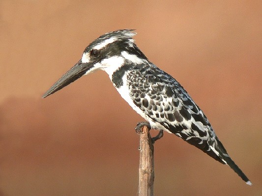 Pied Kingfisher