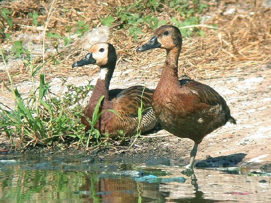 White-faced Whistling Duck