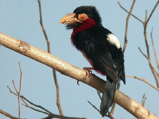 Bearded Barbet