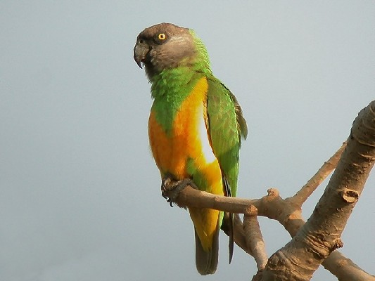 Senegal Parrot