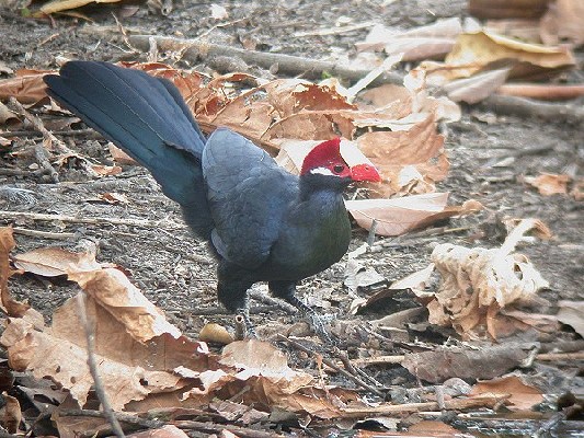 Violet Turaco