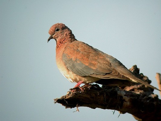 Laughing Dove