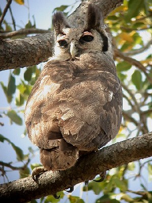 Verreaux's Eagle Owl