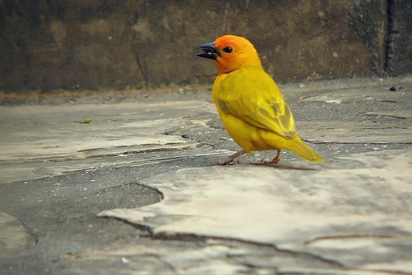 Golden Palm Weaver