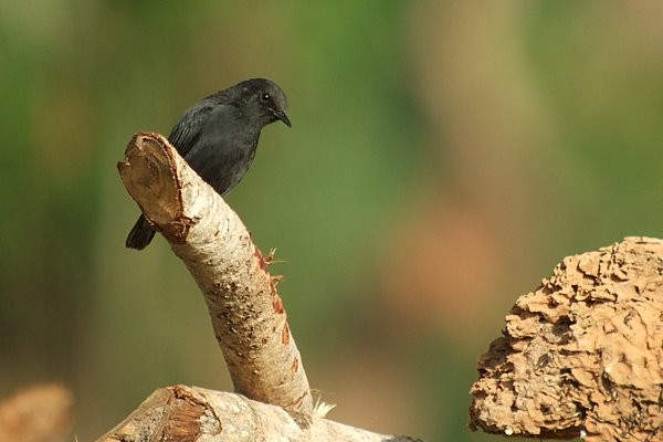 White-fronted Black Chat