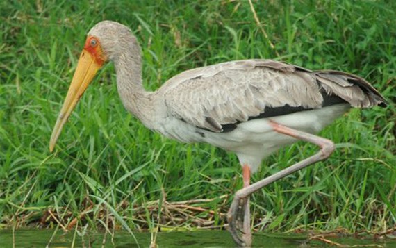 Yellow-billed Stork
