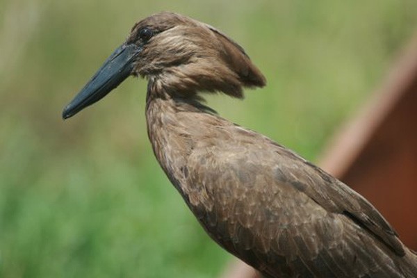 Hamerkop