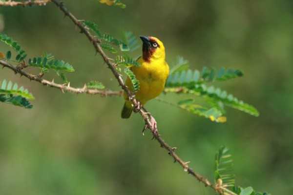 Northern Brown-throated Weaver